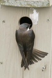 TREE SWALLOW