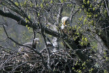 ADULT BALD EAGLE AND EAGLETS AT 4 WEEKS