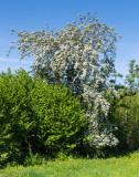 Snowy Mespilus