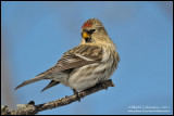 Common Redpoll