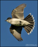 Kingbird In Flight