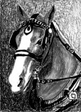 Nelda, draft horse 9-11