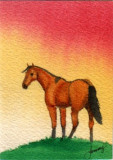 Buckskin 1-08