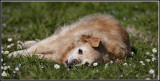 maggie