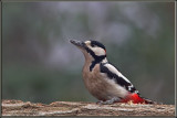 Picchio rosso maggiore maschio