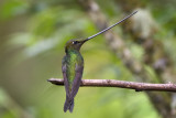 Sword-billed Hummingbird 8941