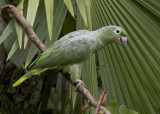 Mealy Amazon (parrot) 9605