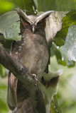 Crested Owl & chick 9629