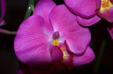 Mar 1, 2011 NA PAD