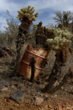 Barrel Cactus!
