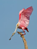 Roseate Spoonbill