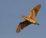 American Bittern