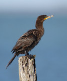 Neotropic Cormorant