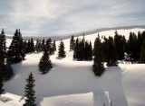 Conifers in Deep Snow