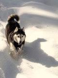 Huskie in Snow