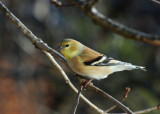 Goldfinch5x7DSC_2469.JPG