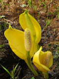 Skunk Cabbage