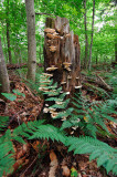 catskills stump