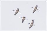 geese3620.jpg