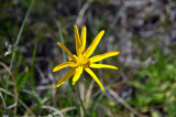 Flor amarilla Arnica