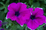 Petunia (Petunia atkinsiana)