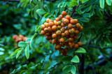 Piracanta (Pyracantha coccinea)