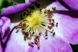 Escaramujo (Rosa canina)