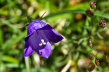 Campanula Cochlearifolia