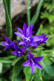 Campanula Glomerata