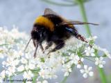 Abeja Polinizando