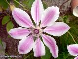 Clematis Hybrid Nelly Moser