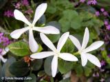 Jasminum Officinale