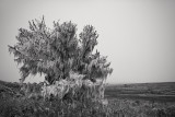 Coastal Live Oak with Spanish Moss, Point Reyes