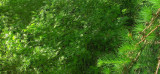 photosynthesis blaeberry trunks suck sunlight.jpg