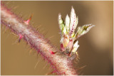 Japanse Wijnbes - Rubus phoenicolasius