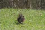 Eekhoorn - Sciurus vulgaris