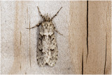 Voorjaarskortvleugelmot - Diurnea fagella