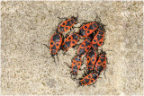 Vuurwants - Pyrrhocoris apterus