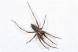 gewone huisspin -Tegenaria atrica
