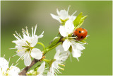 zevenstippelig lieveheersbeestje - Coccinella septempunctata 