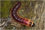 rups van Wilgenhoutvlinder - Cossus cossus - ca. 9 cm lang !