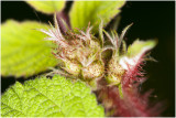 Japanse Wijnbes - Rubus phoenicolasius