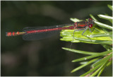 Vuurjuffer - Pyrrhosoma nymphula