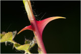 Egelantier  - Rosa rubiginosa