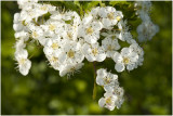 bloesem van de Meidoorn - Crataegus