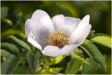 Egelantier  - Rosa rubiginosa