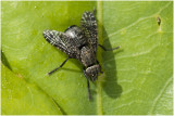 Prachtvliegensoort - Platystoma seminationis
