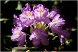 pontische Rododendron - Rhododendron ponticum