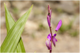 Bletilla Orchidee 