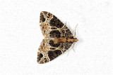 Marmerspanner - Ecliptopera silaceata